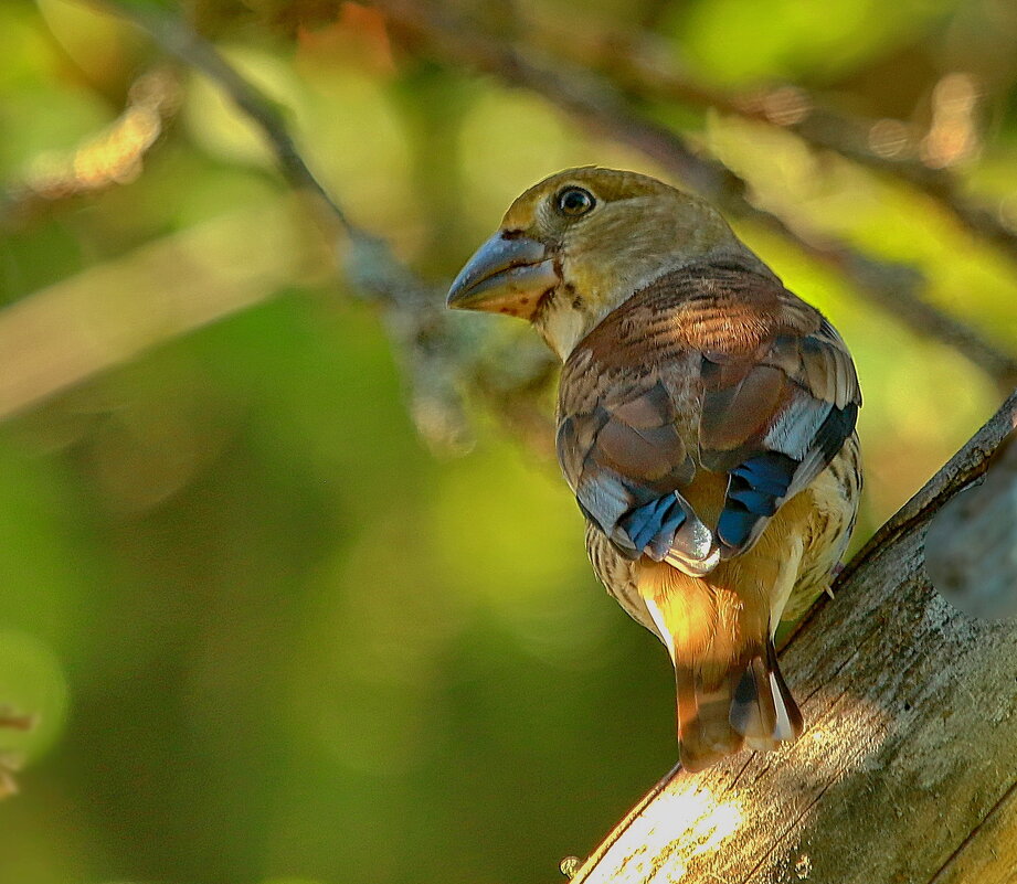 в тени безопасней ... - Andrey Bragin 
