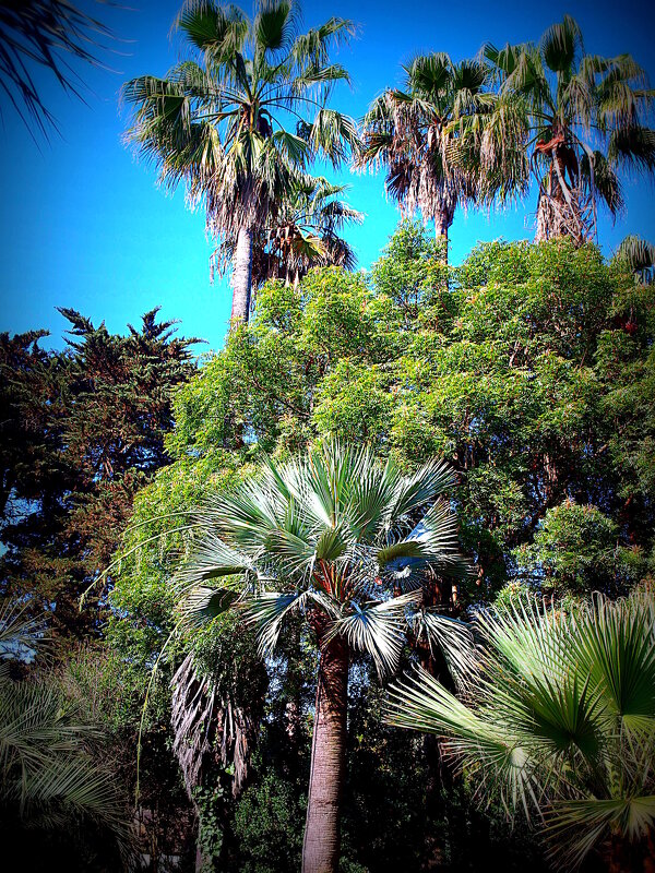 Барселона. - Владимир Драгунский