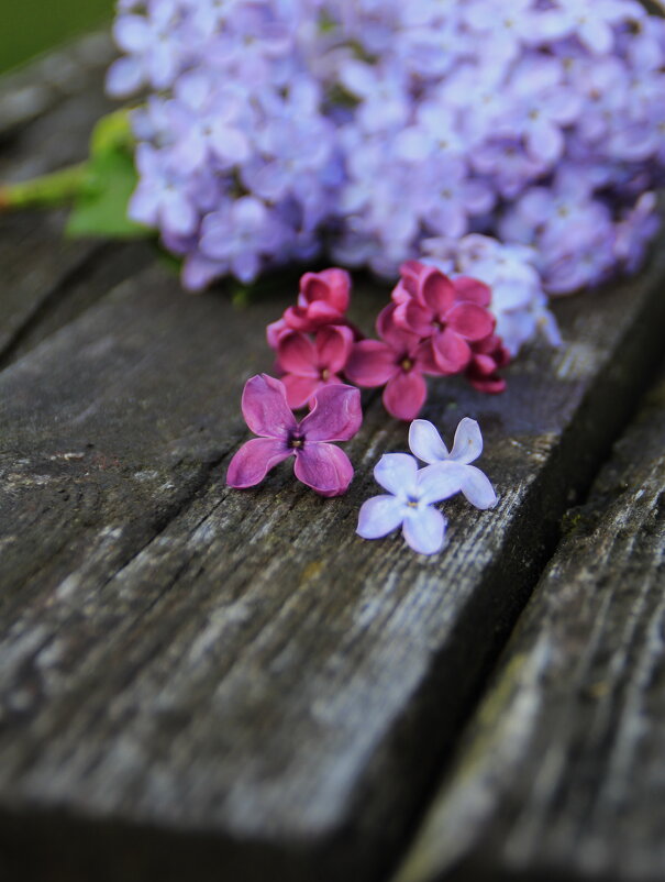 Сиреневая нотка :) - Татьян@ Ивановна