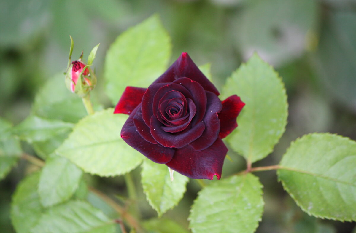 ... - Константин Штарк