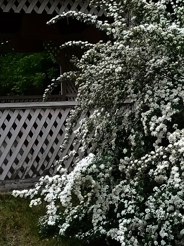 *** - Валентина Береснева