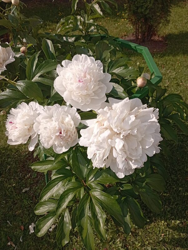 Пионы - Елена Семигина