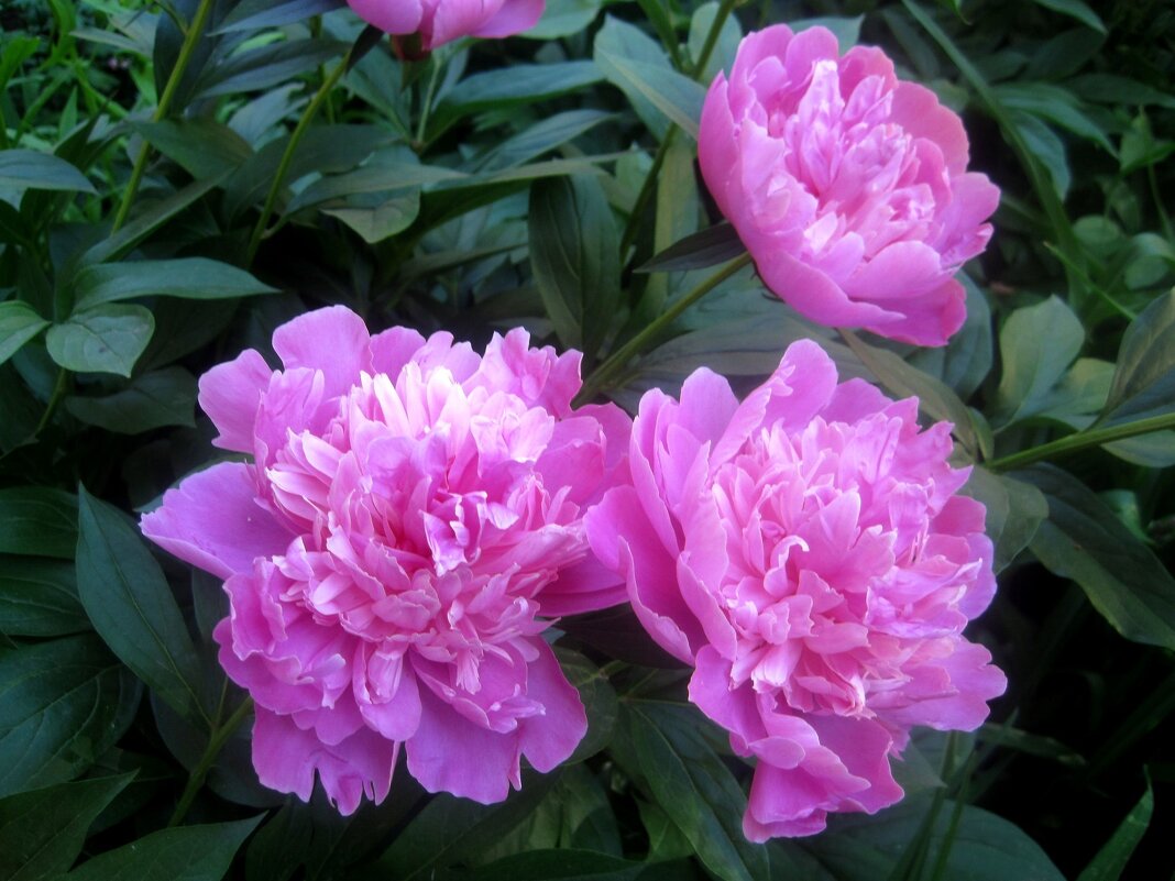 Пионы - Елена Семигина