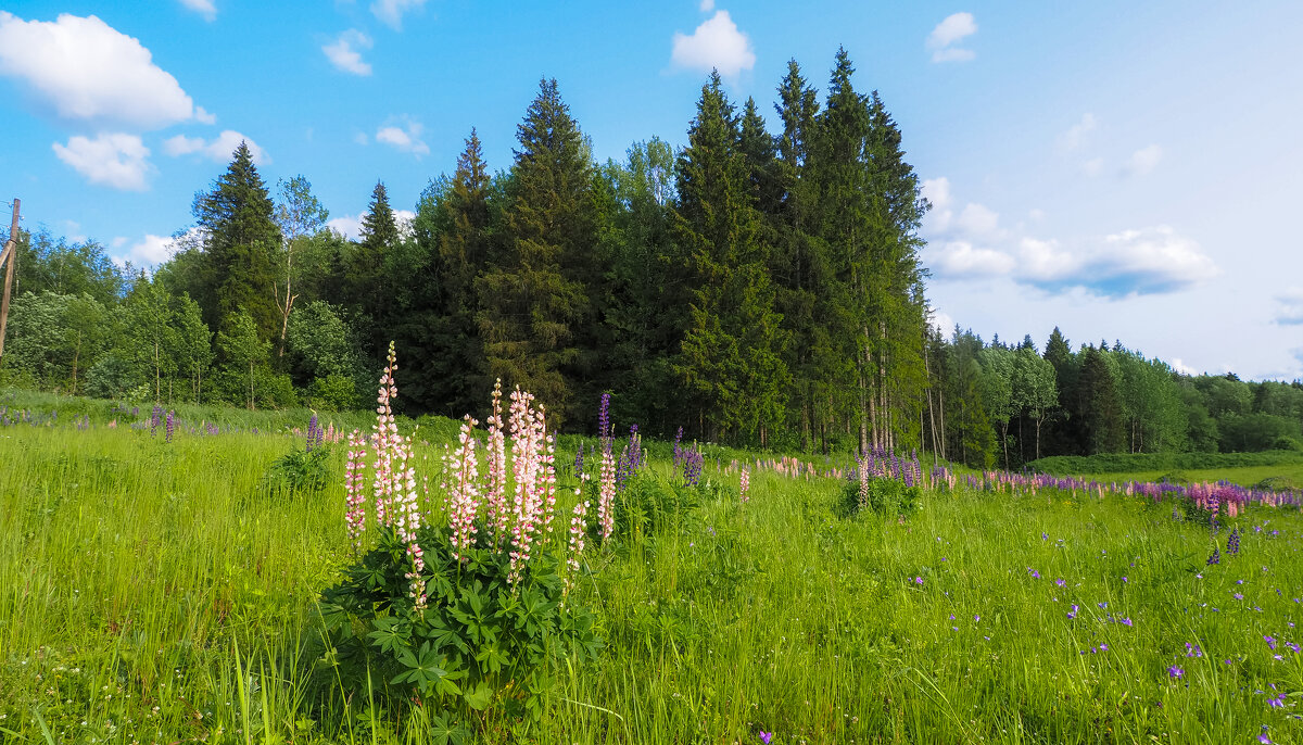 ***** - юрий поляков