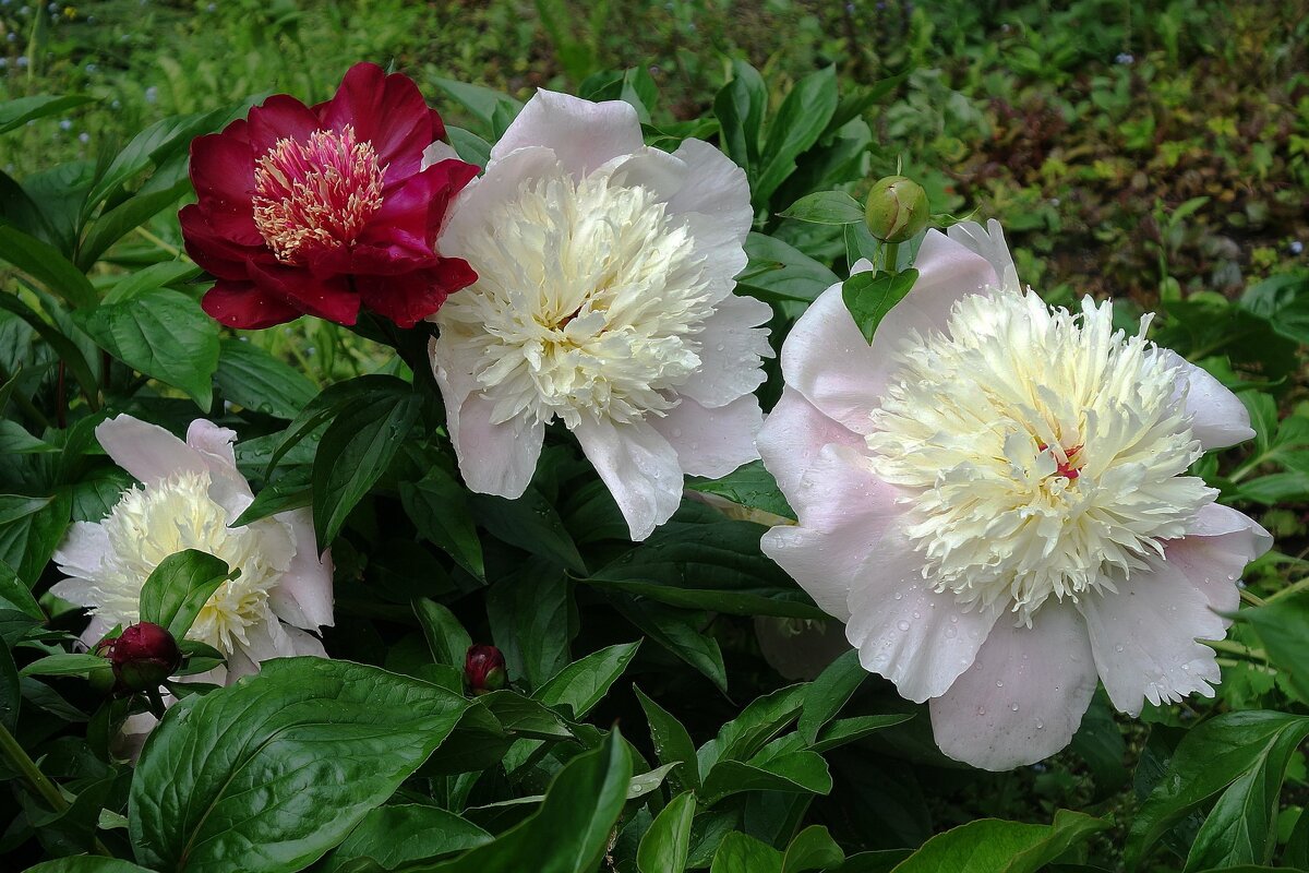 Пион - Рита Симонова