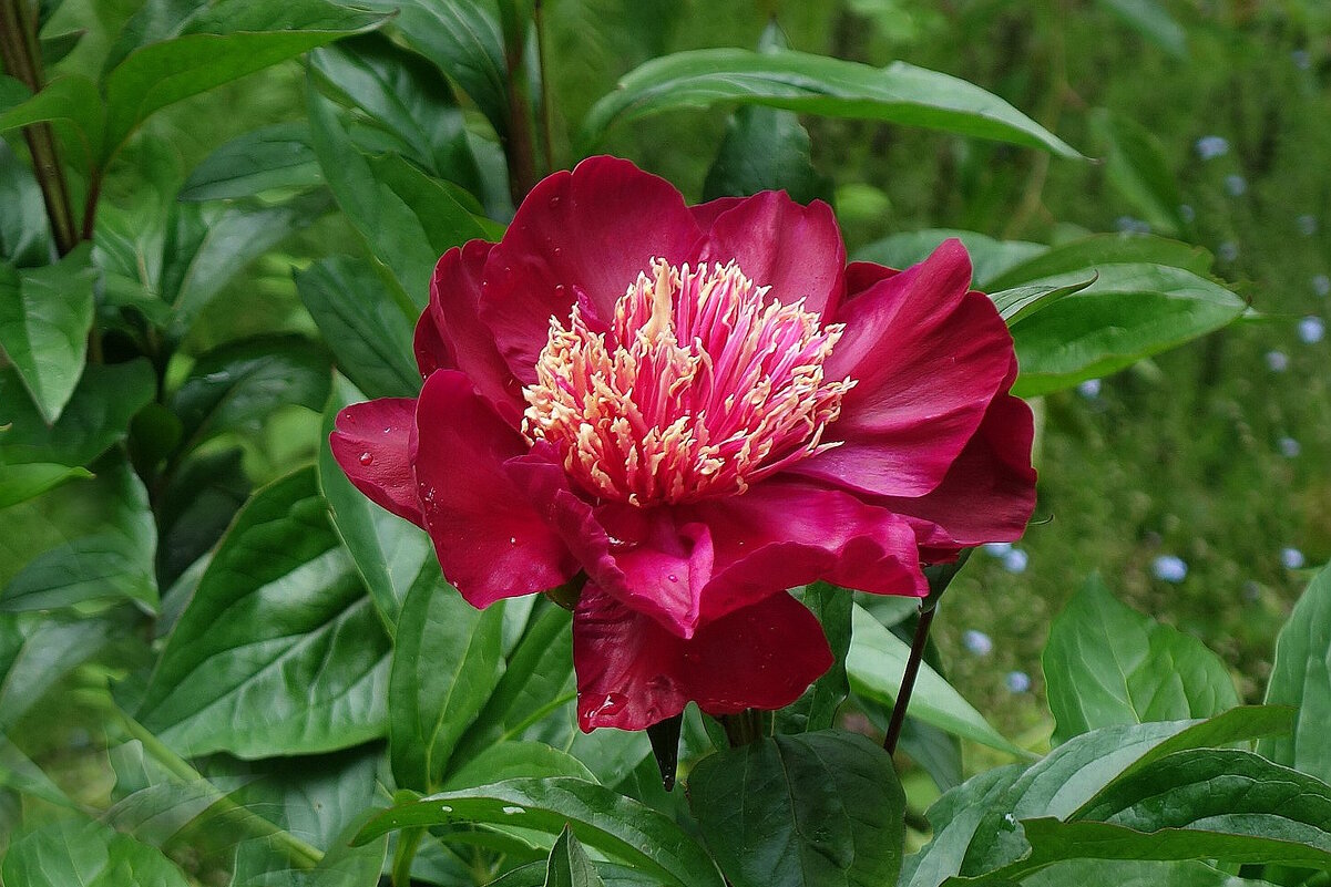 Пион - Рита Симонова