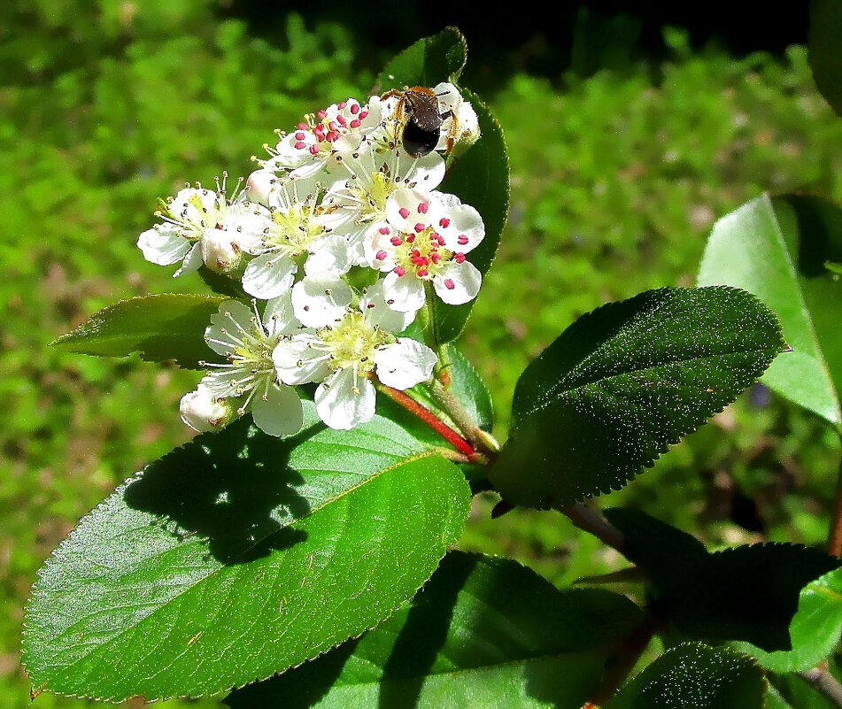 Труженик - Ольга Довженко
