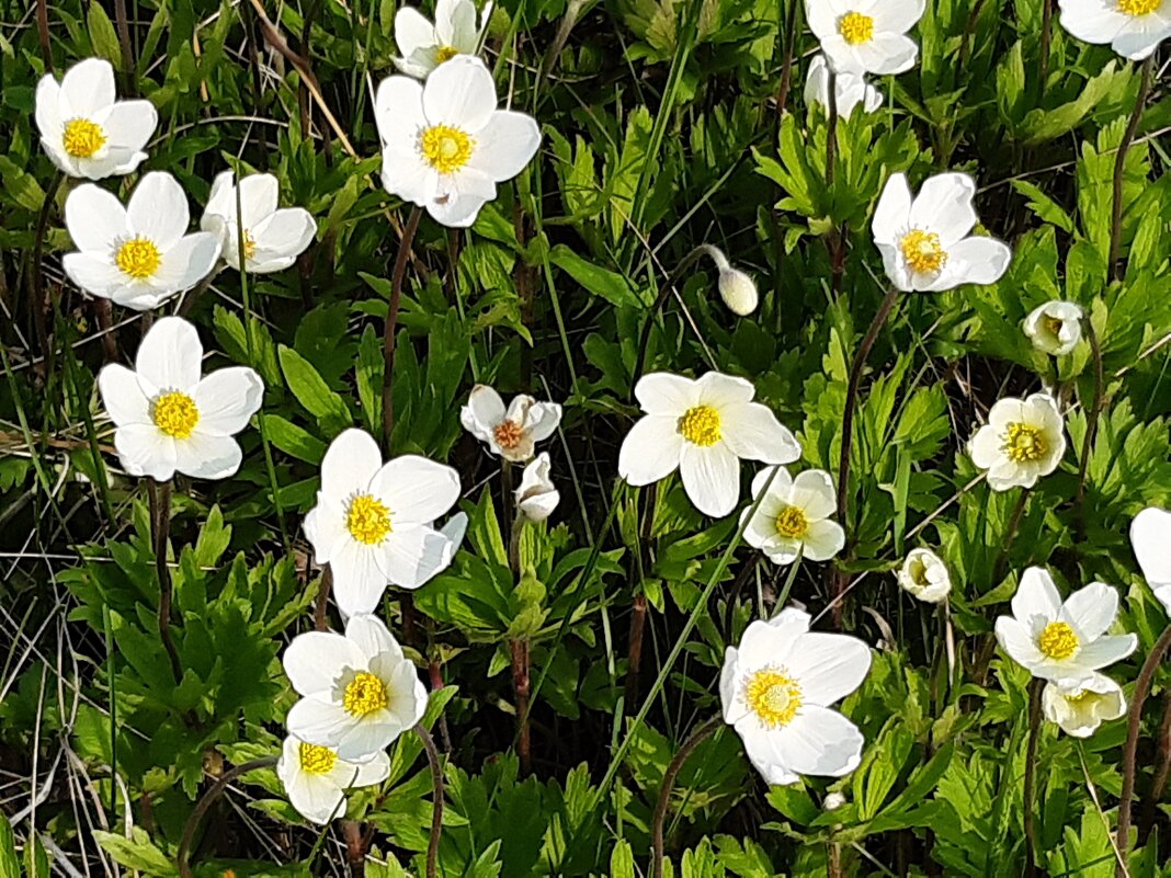 Вот и лето пришло - Галина Минчук