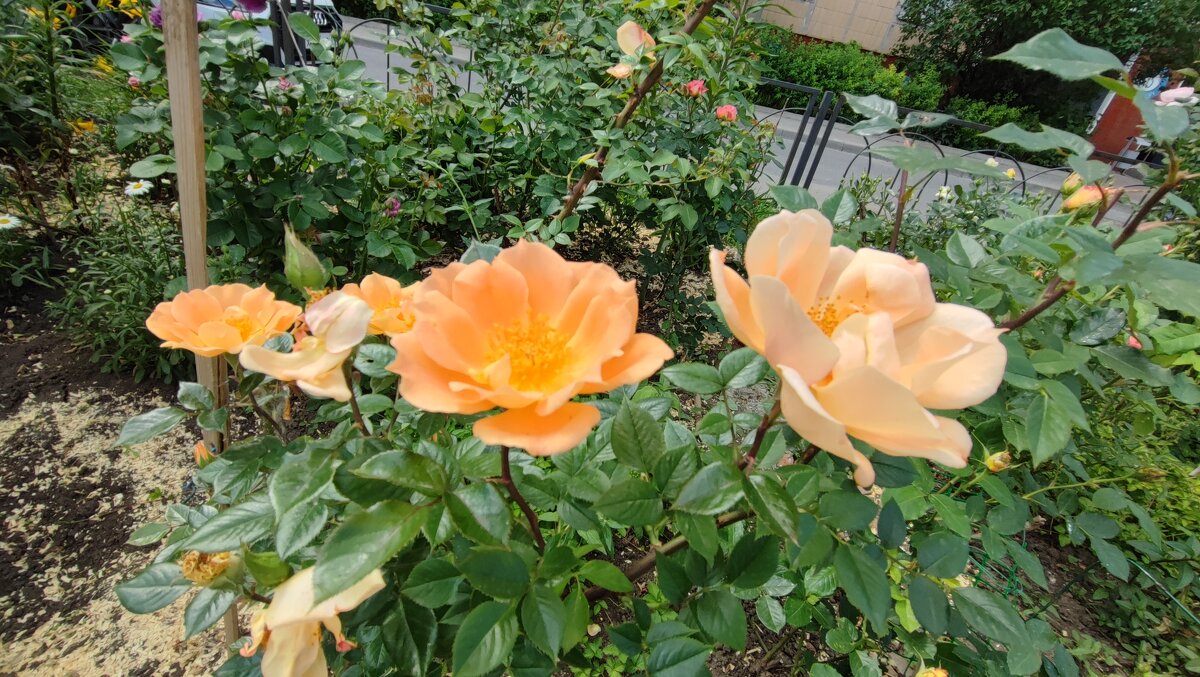 ,,, - Сергей Тимоновский