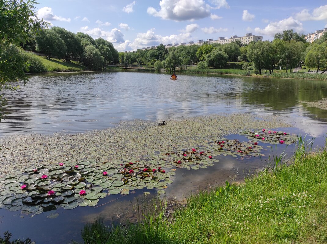 Пруд в Покровском парке - Игорь Ч.