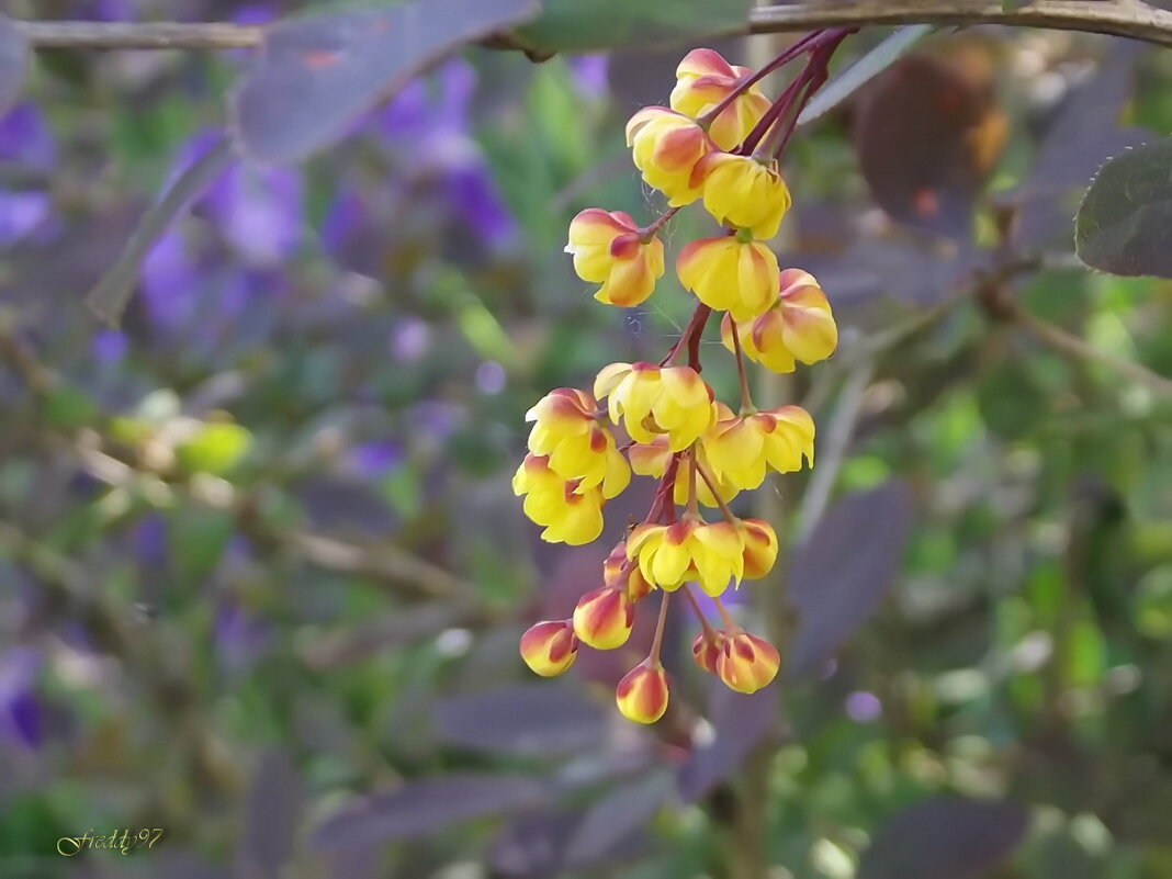 Барбарис - Freddy 97