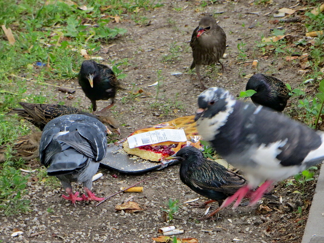 Птичий десерт - Александр Чеботарь Птичий десерт - Александр Чеботарь