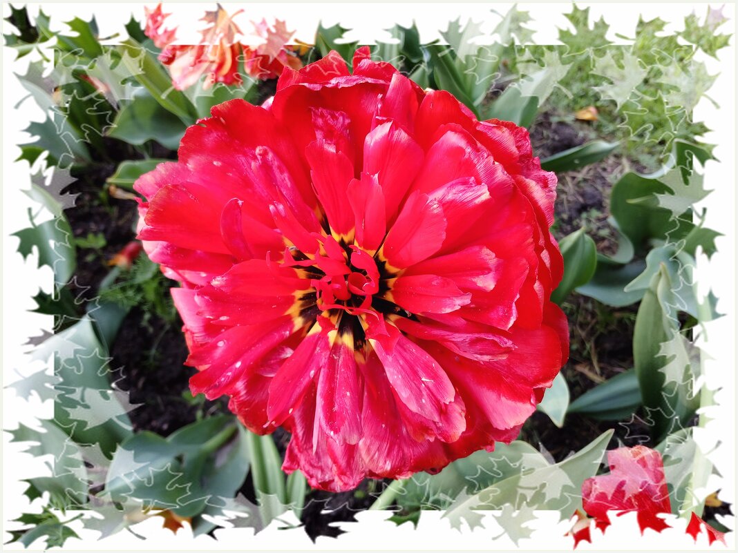 Увядающая красота. - Лия ☼ Увядающая красота. - Лия ☼