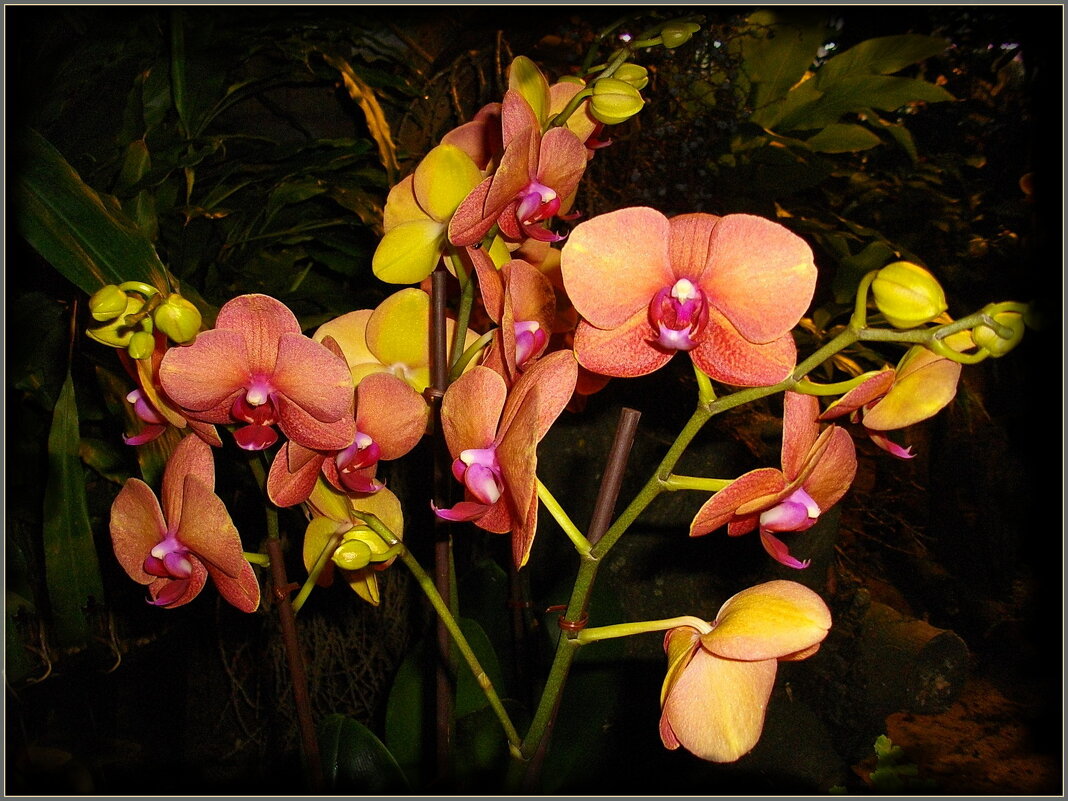 Орхидеи. - Лия ☼