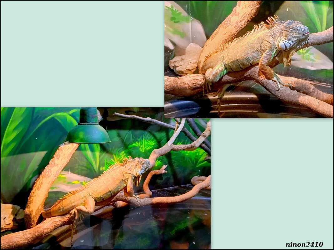 Аквариум в ростовском зоопарке - Нина Бутко