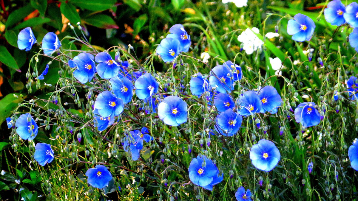 Ленок - Ирина Олехнович