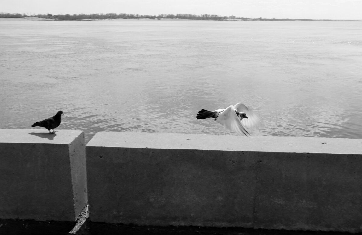 Голуби - Владимир Моисеев