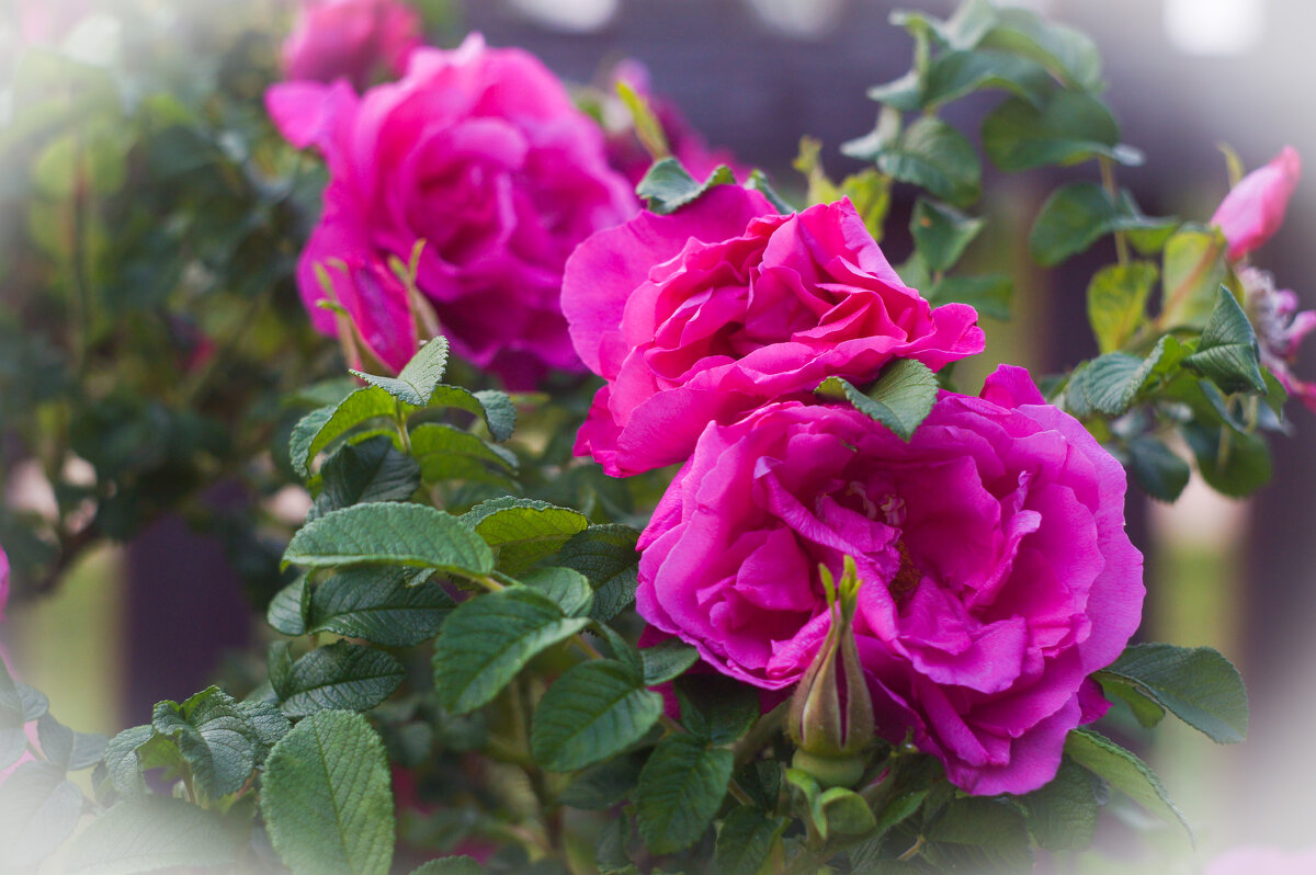 Роза - Сергей Ц