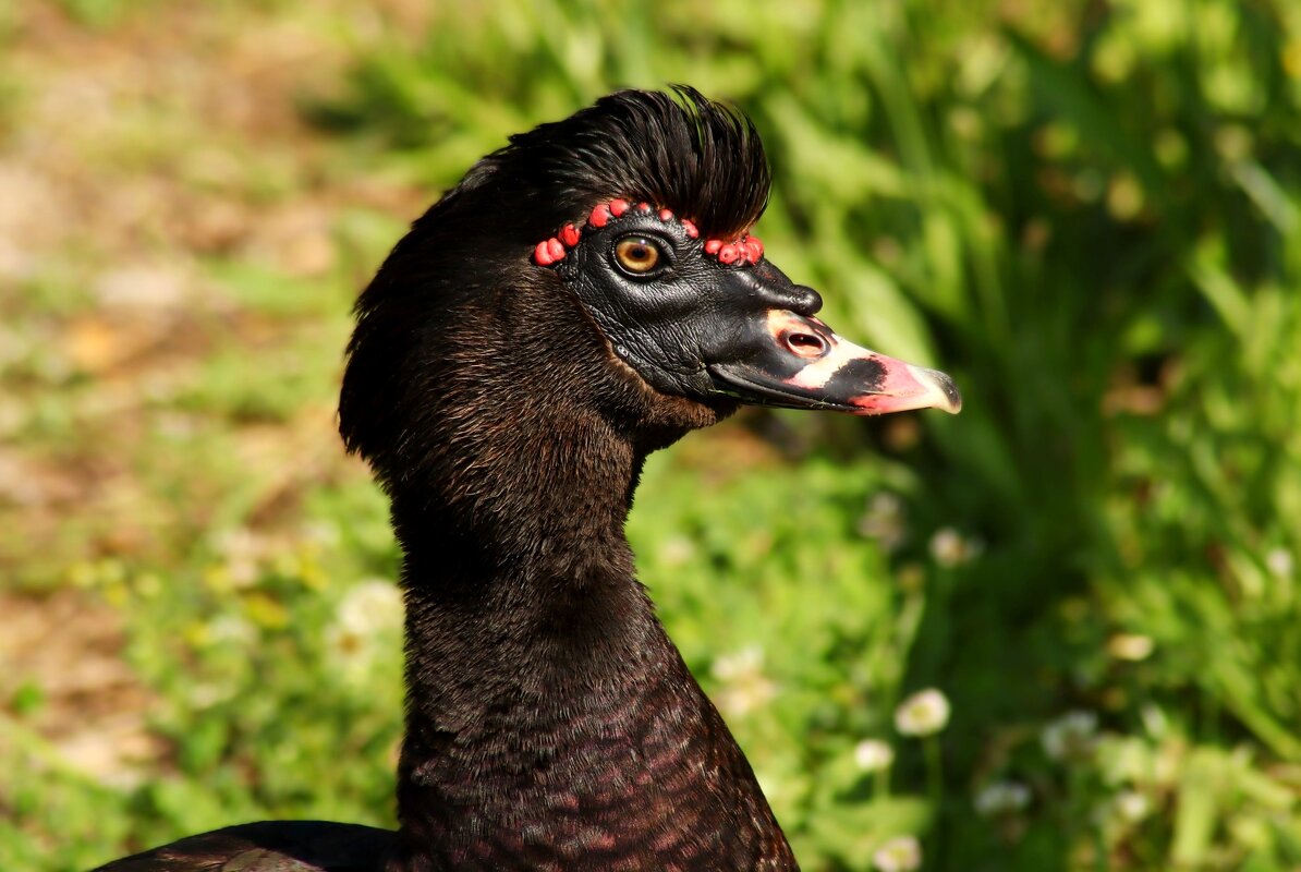 Про птичку - Юрий. Шмаков