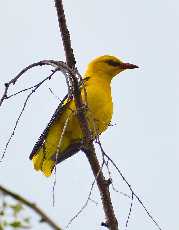 Иволга - Владислав Иопек