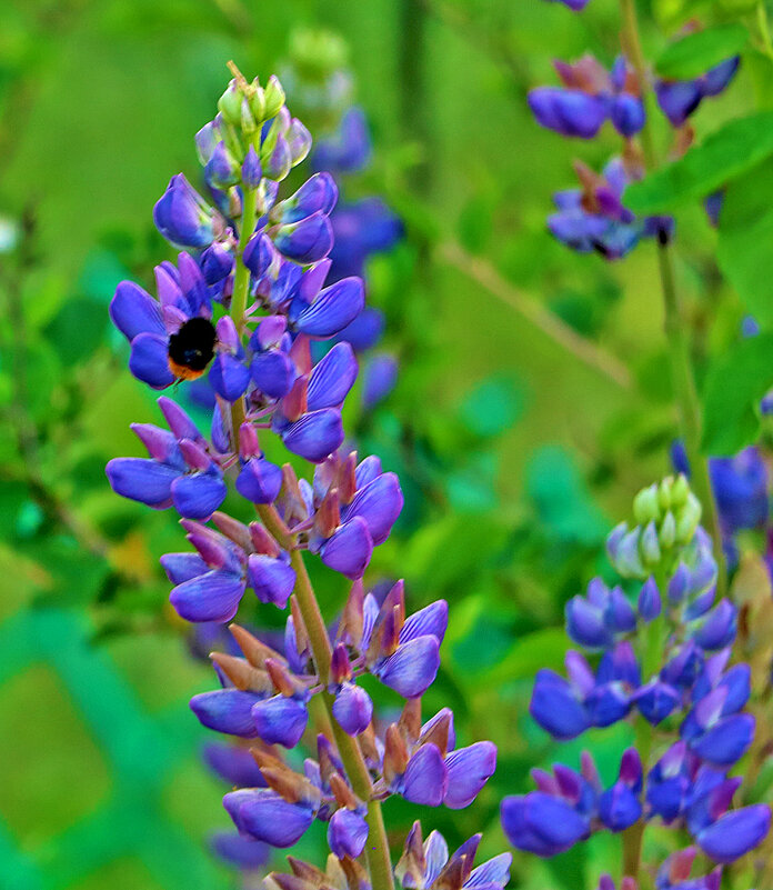 Люпин тоже вкусный... - Светлана 