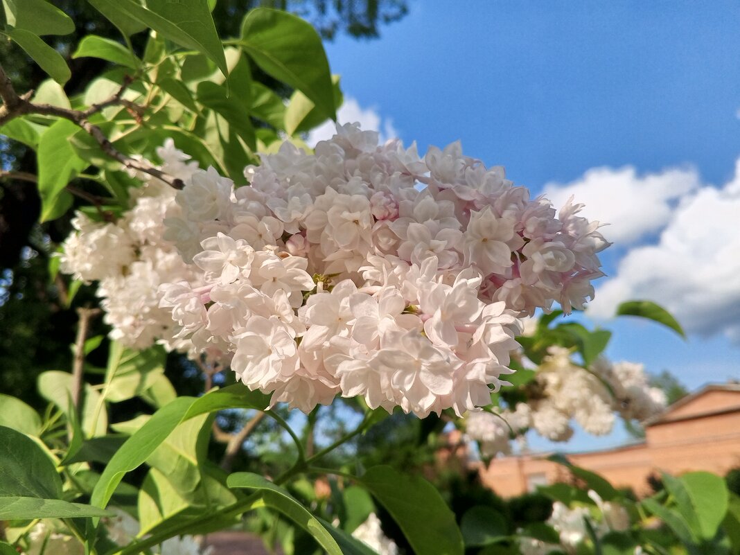 Сирень - Сапсан 