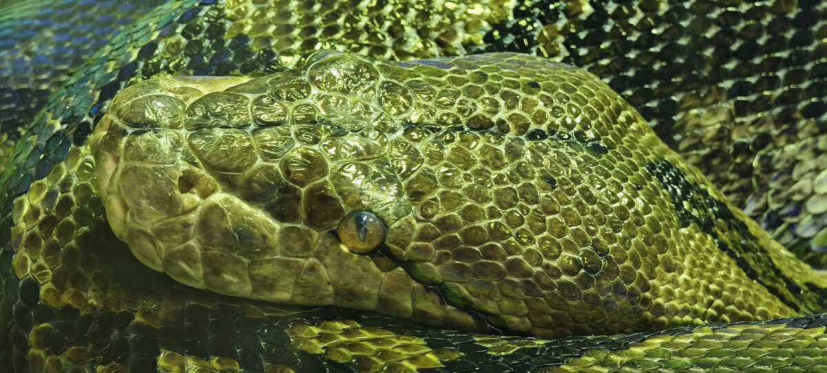 Питон - <<< Наташа >>>