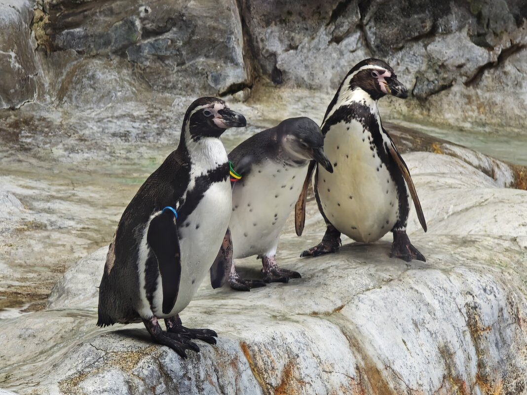 Пингвины - <<< Наташа >>>