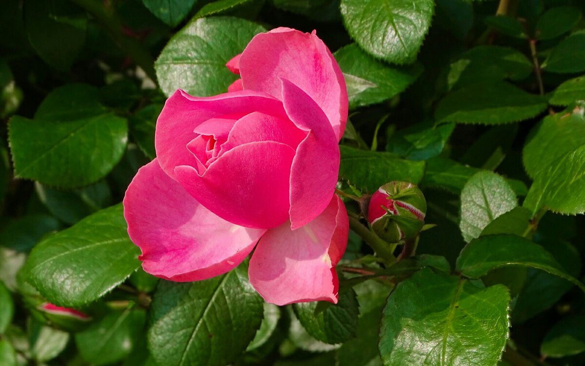 Городские цветы. - Милешкин Владимир Алексеевич Городские цветы. - Милешкин Владимир Алексеевич