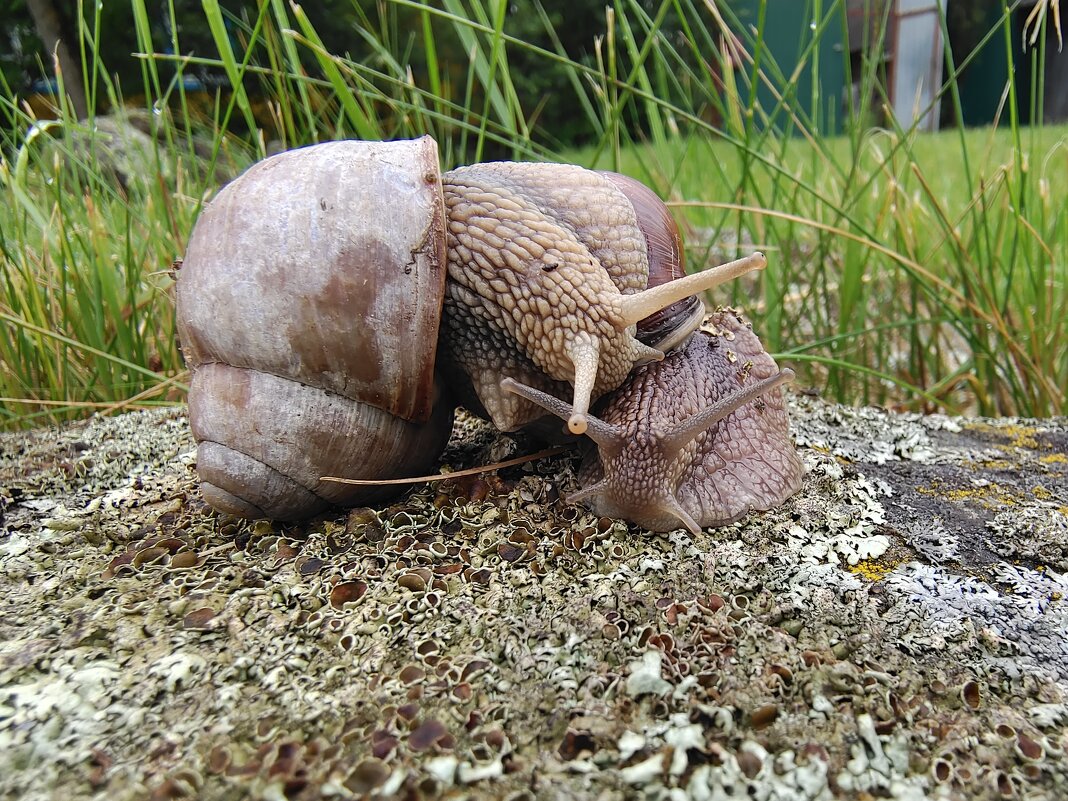 Ули-и-итки! - Ирина Жигунова