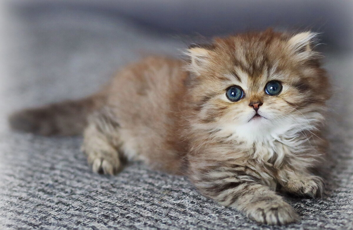 Малыш подрос. - Оля Богданович