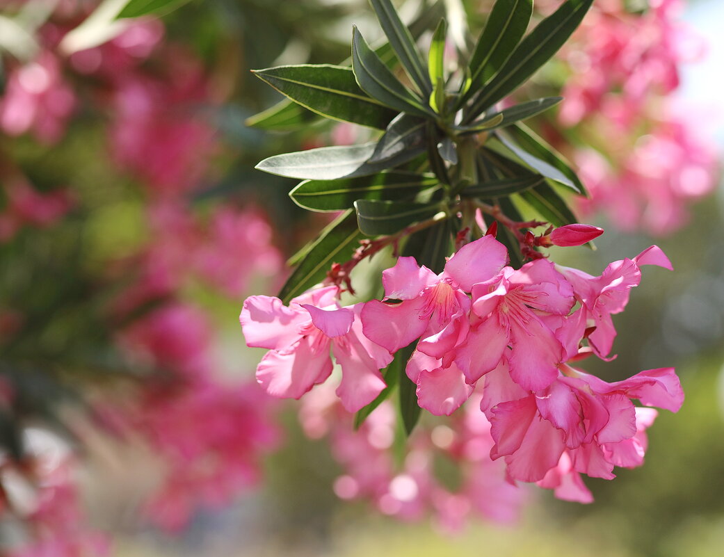 Олеандр. - Оля Богданович