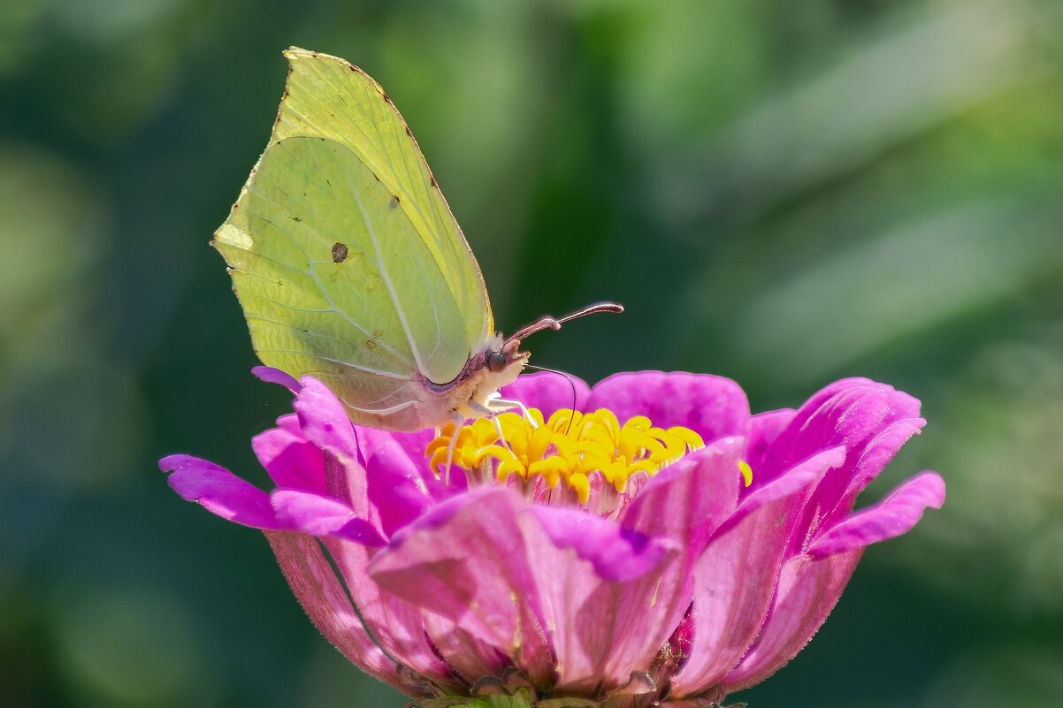 *** - Виктор Иванович Чернюк