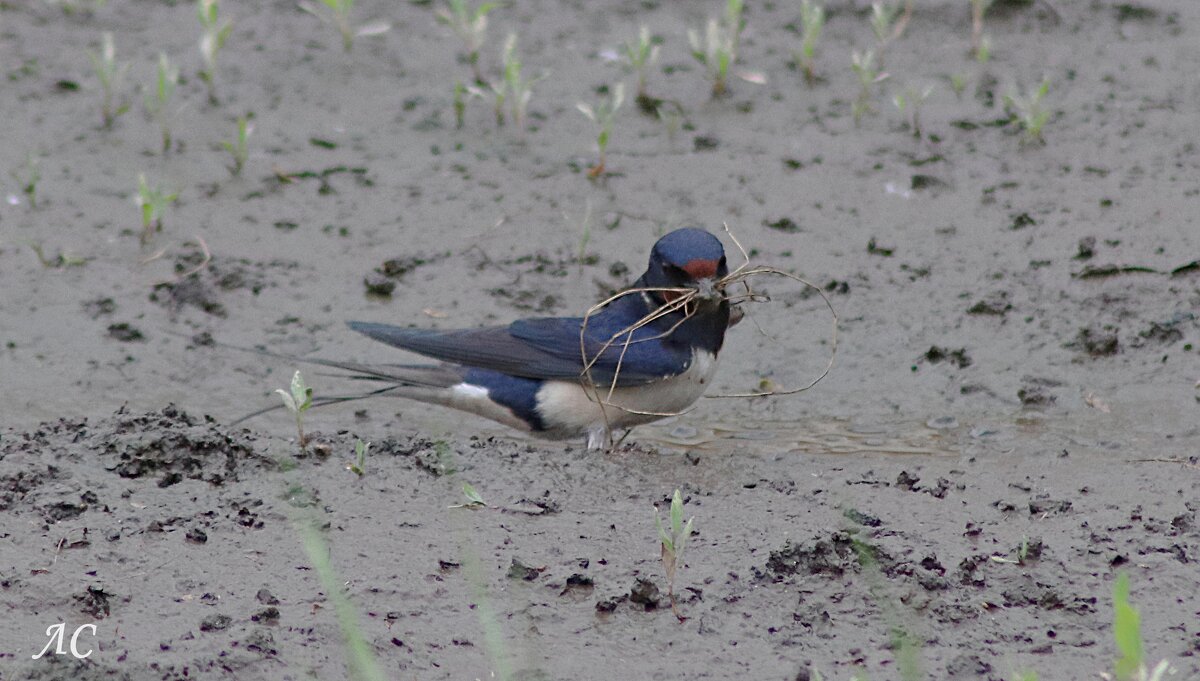 Строительство гнезда (серия) - Любовь Сахарова Строительство гнезда (серия) - Любовь Сахарова
