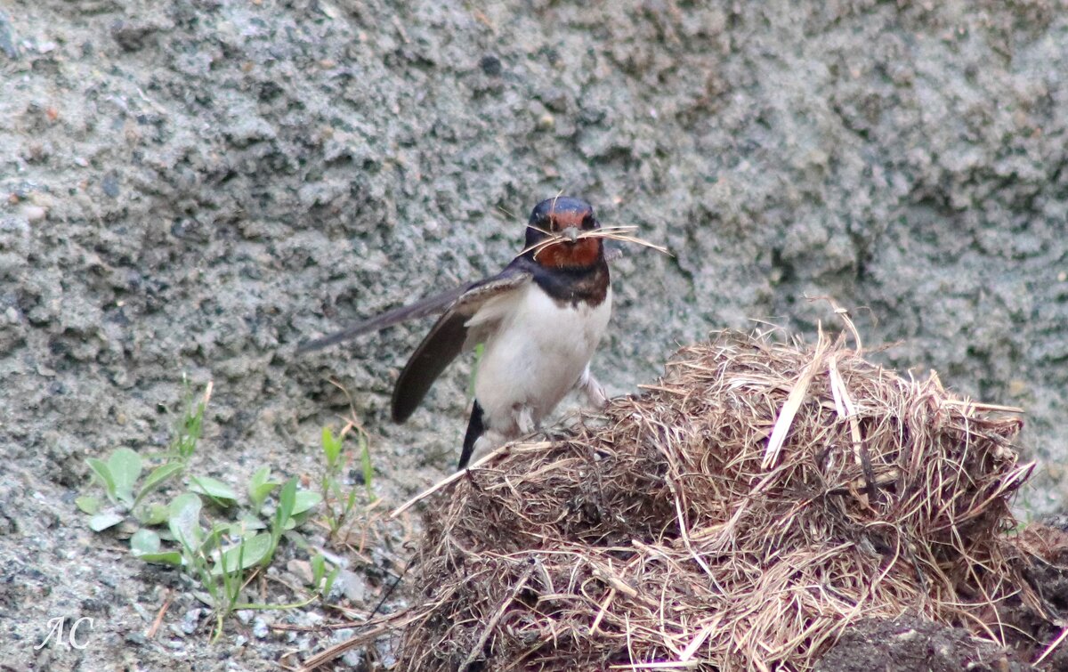 Строительство гнезда (серия) - Любовь Сахарова Строительство гнезда (серия) - Любовь Сахарова