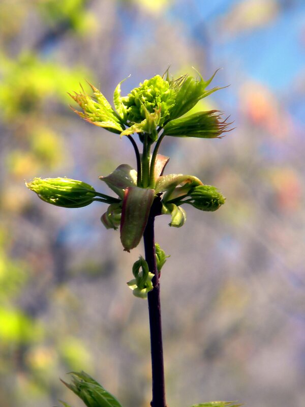 Первые листья - Роман Савоцкий