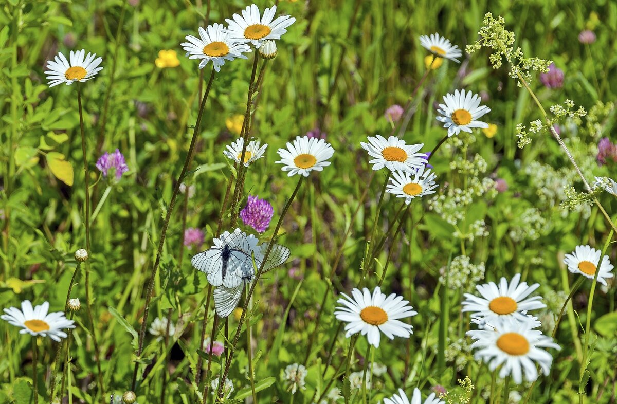 Бабочки на лугу - Валерий Иванович