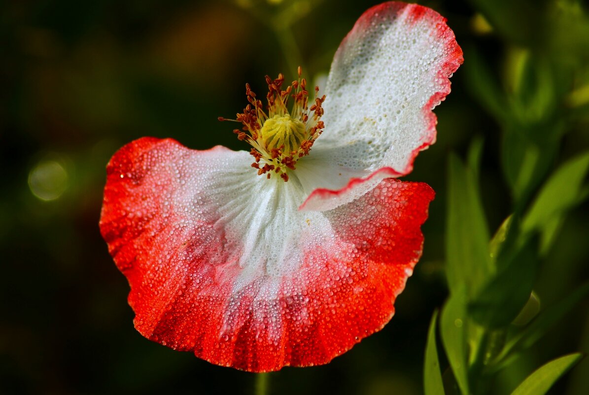 В танце - Юрий. Шмаков