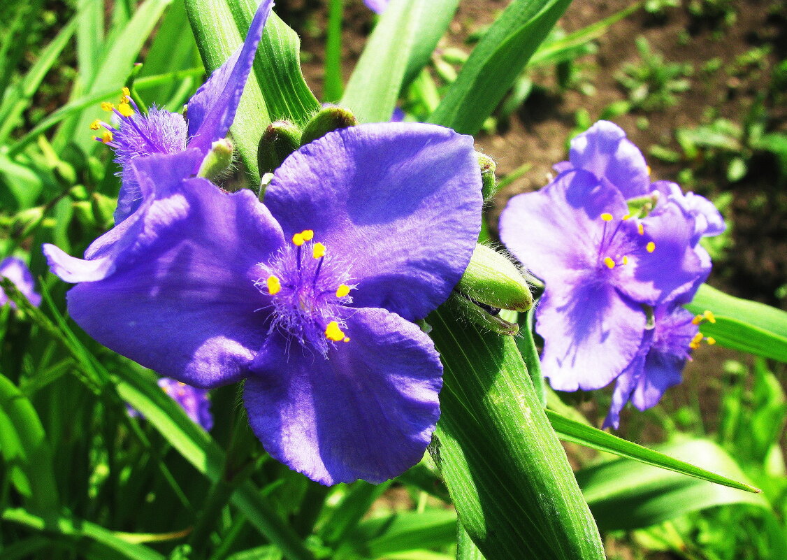 Нежная традесканция - Людмила Смородинская