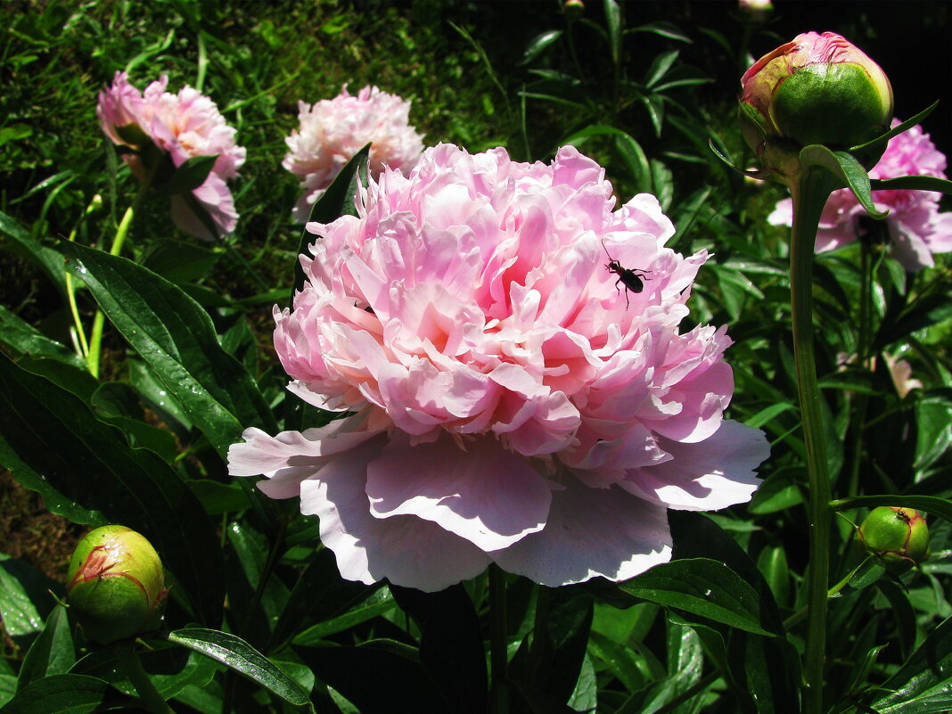 Красота - Людмила Смородинская