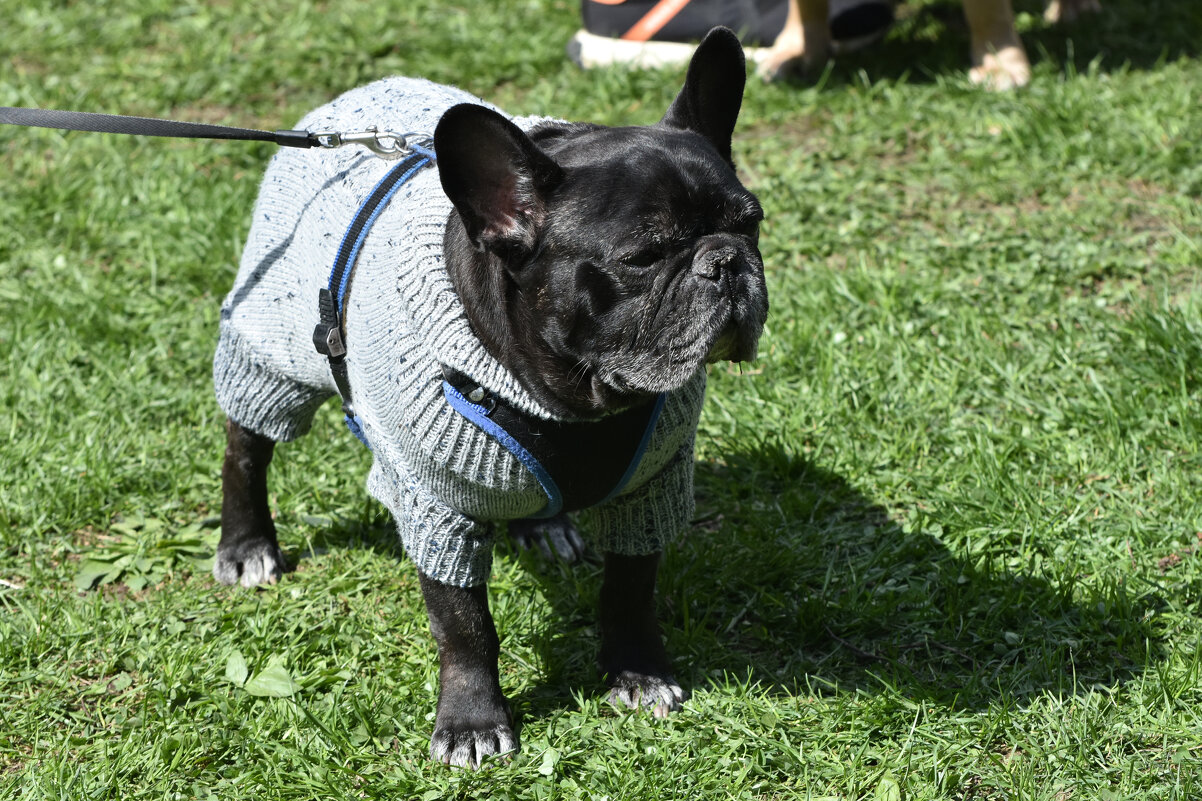 Москва. Парад французских бульдогов в усадьбе «Воронцово». - Наташа *****