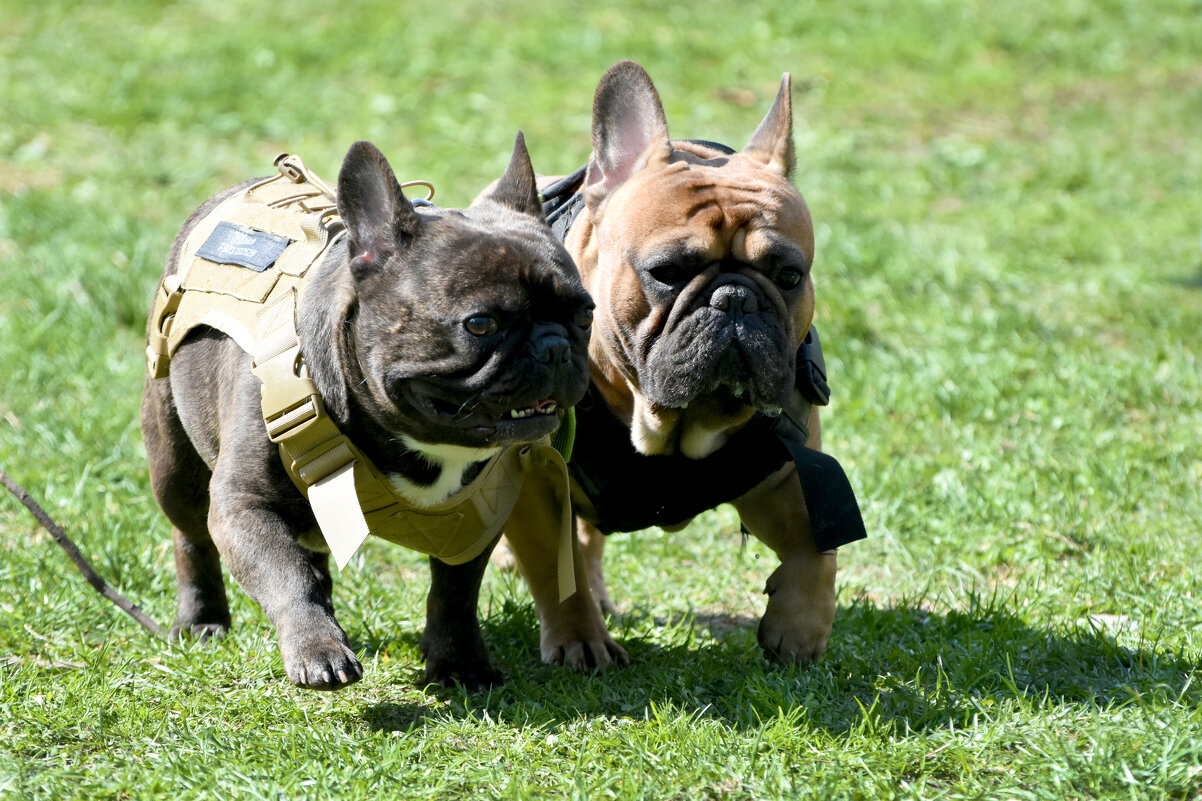 Москва. Парад французских бульдогов в усадьбе «Воронцово». Куда идем мы с пятачком... - Наташа *****