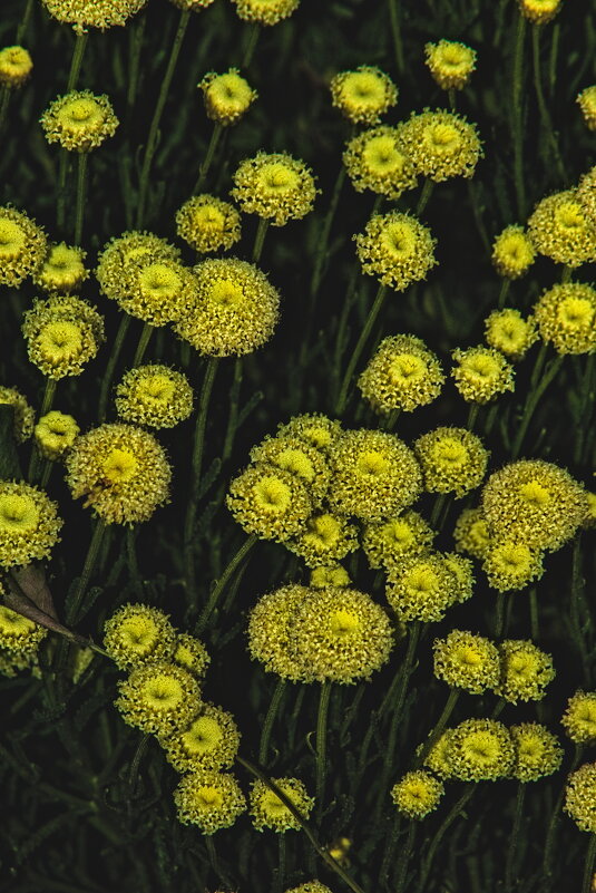 Сантолина кипарисовидная - Giant Tao /