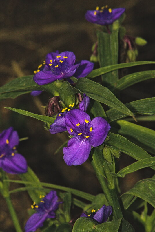 Традесканция виргинская - Giant Tao /