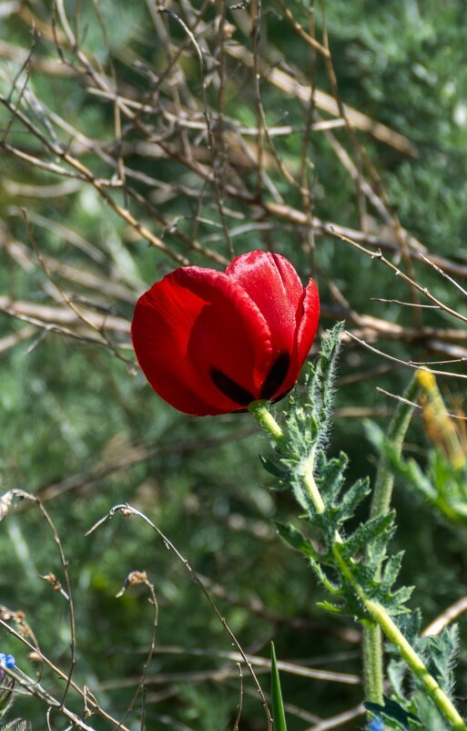 Мак рогатый - Игорь Сикорский