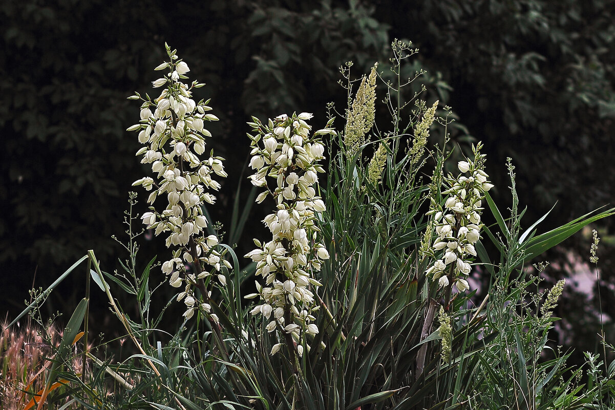 Доброе утро, страна! - Юрий Гайворонскiий Доброе утро, страна! - Юрий Гайворонскiий