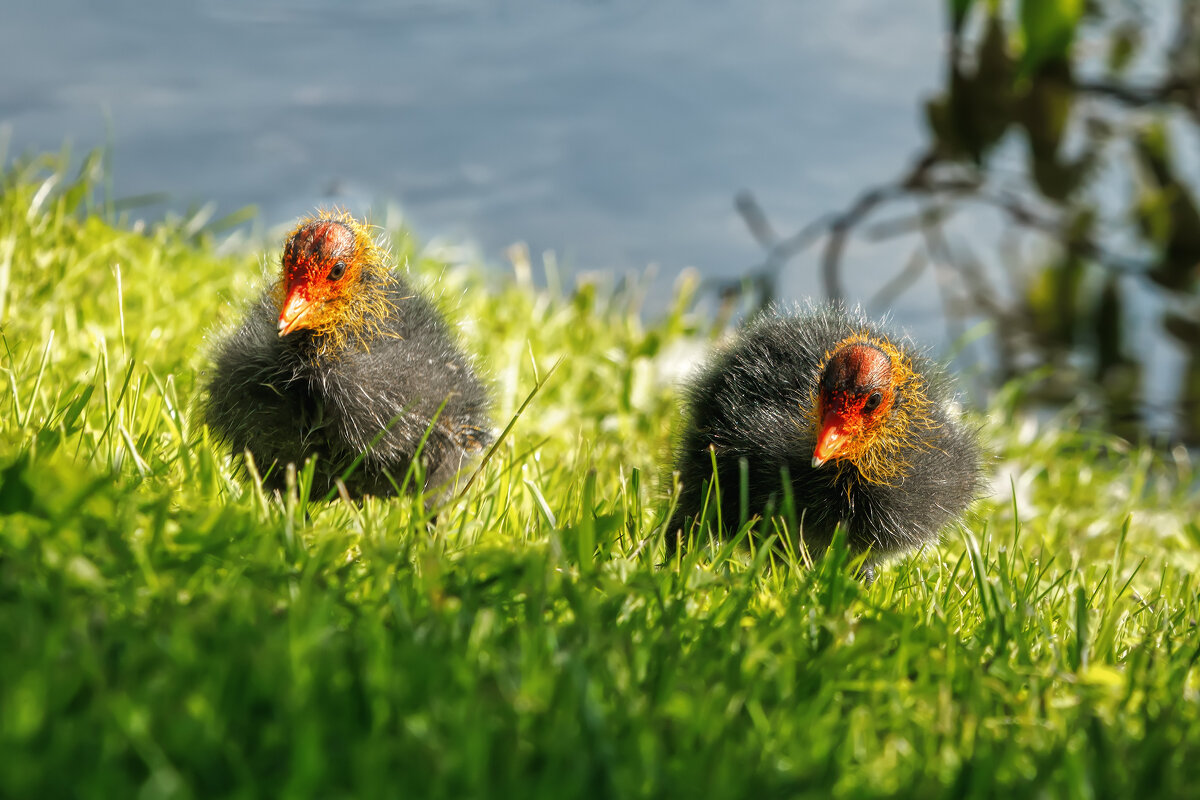 Лысухи - Владимир Колесников