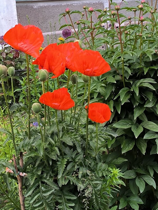 Красные маки. - Ольга 