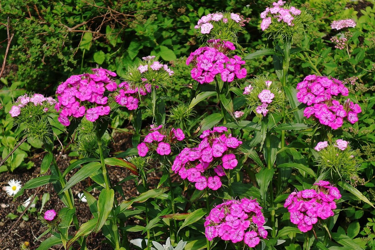 Гвоздика травянка - Рита Симонова