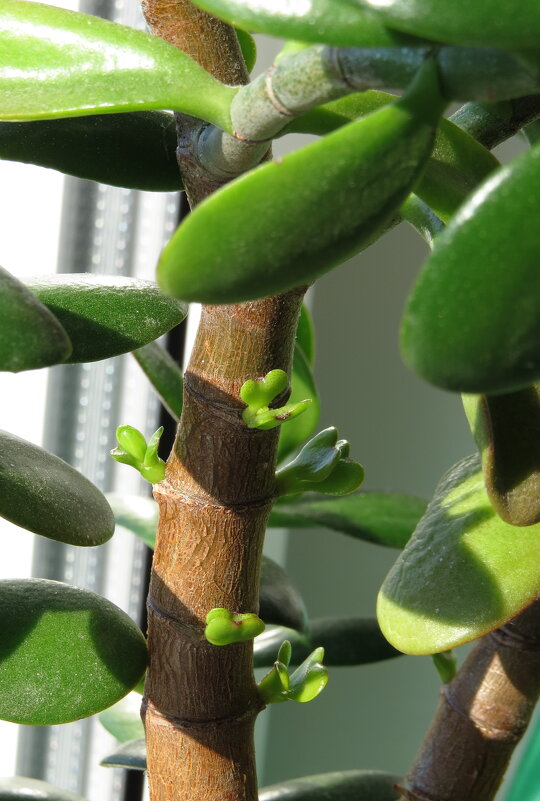 Монетки подрастают - ИРЭН@ .